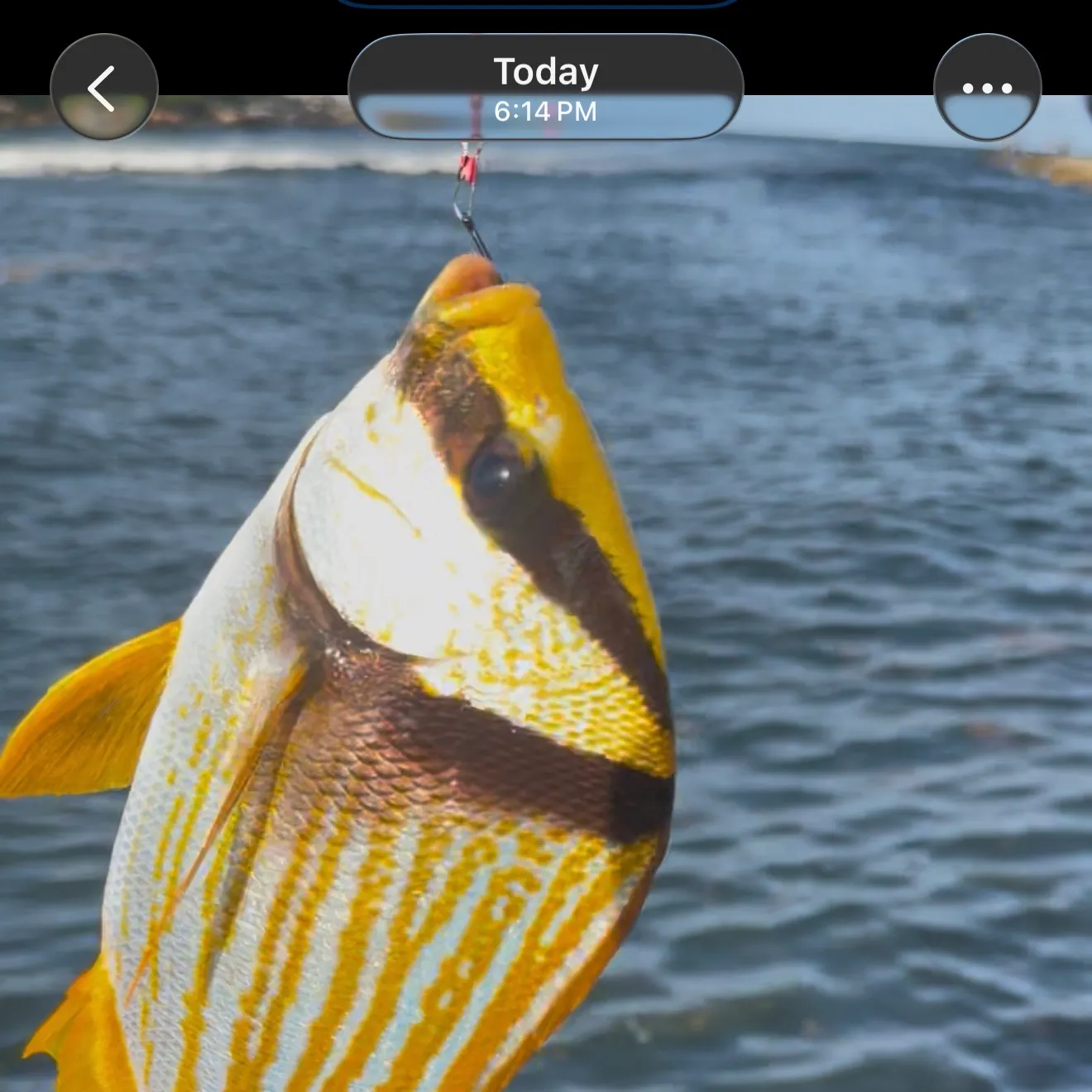 The most recent Atlantic porkfish catches on Fishbrain