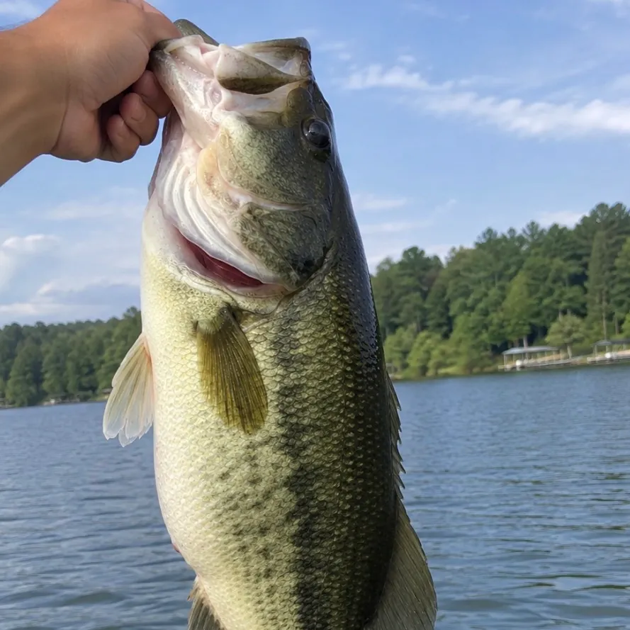 Largemouth bass caught on Fishbrain