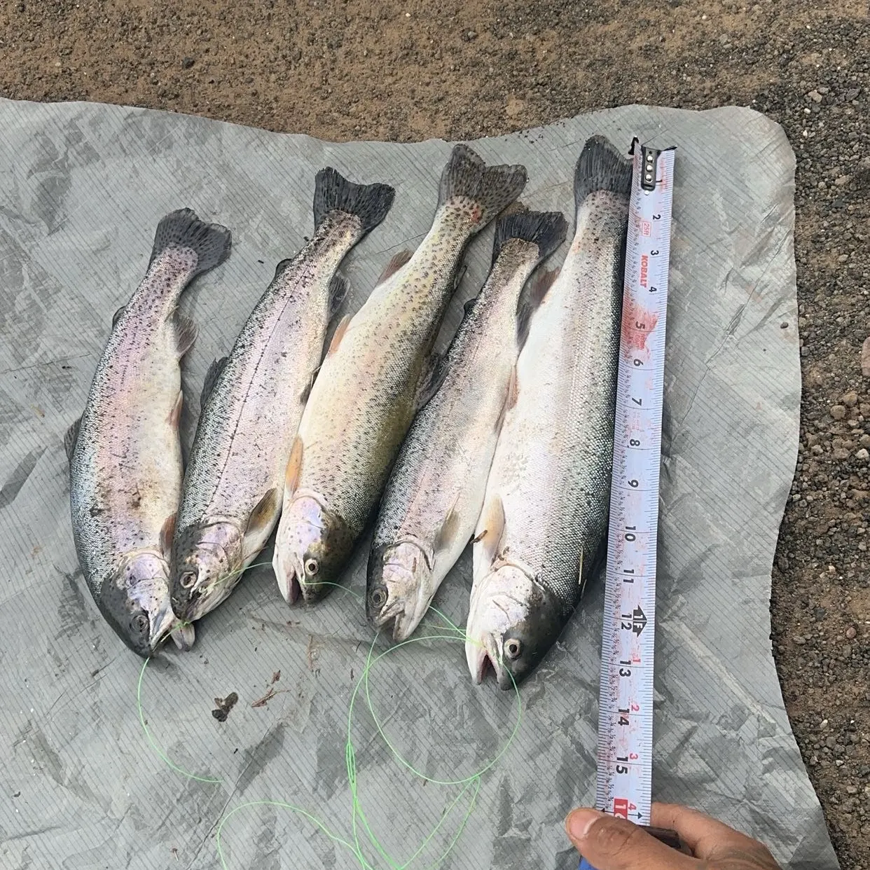 recently logged catches