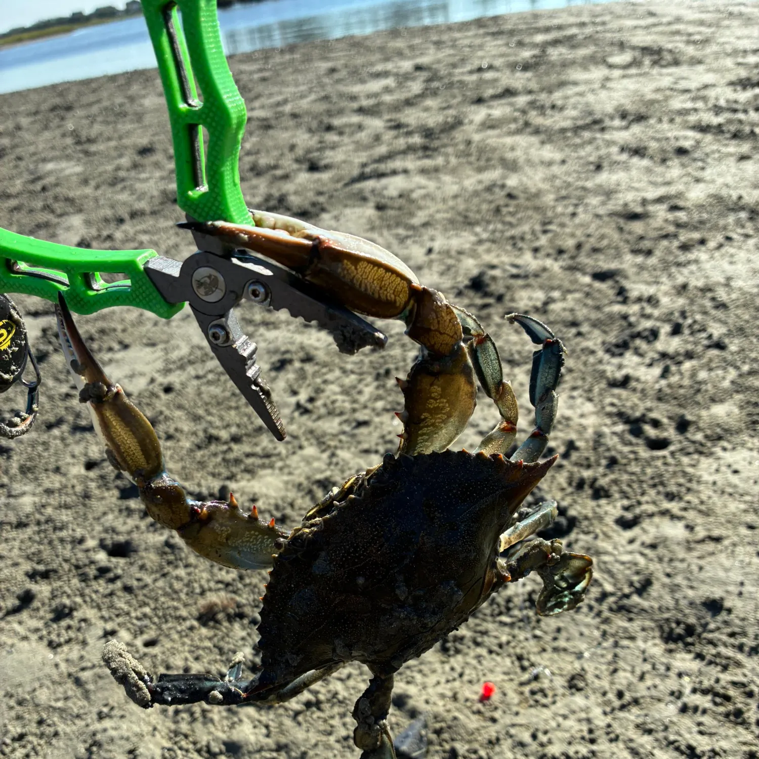 The most recent Blue crab catches on Fishbrain