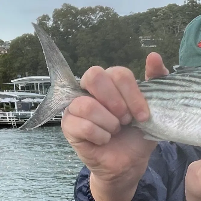 The most recent Australian bonito catches on Fishbrain