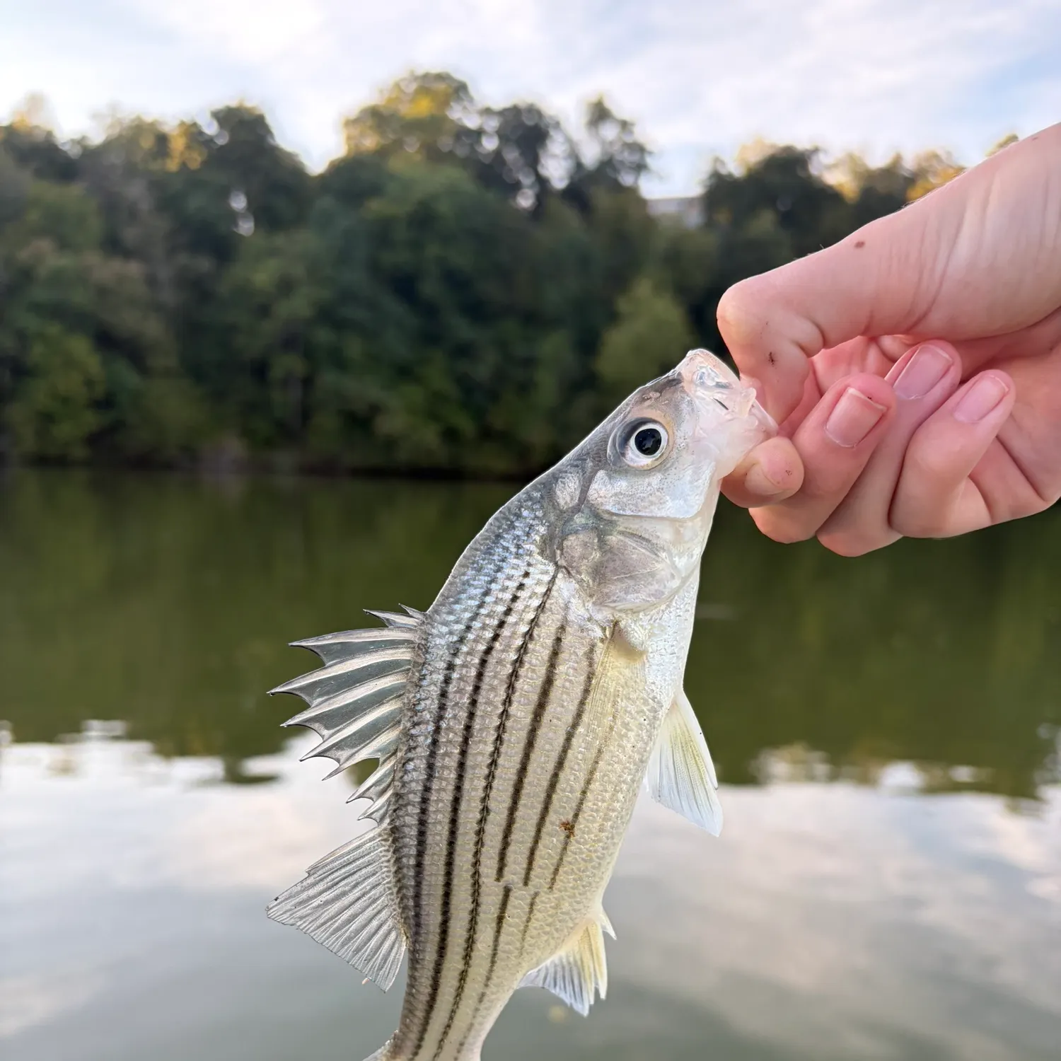 Yellow bass caught on Fishbrain