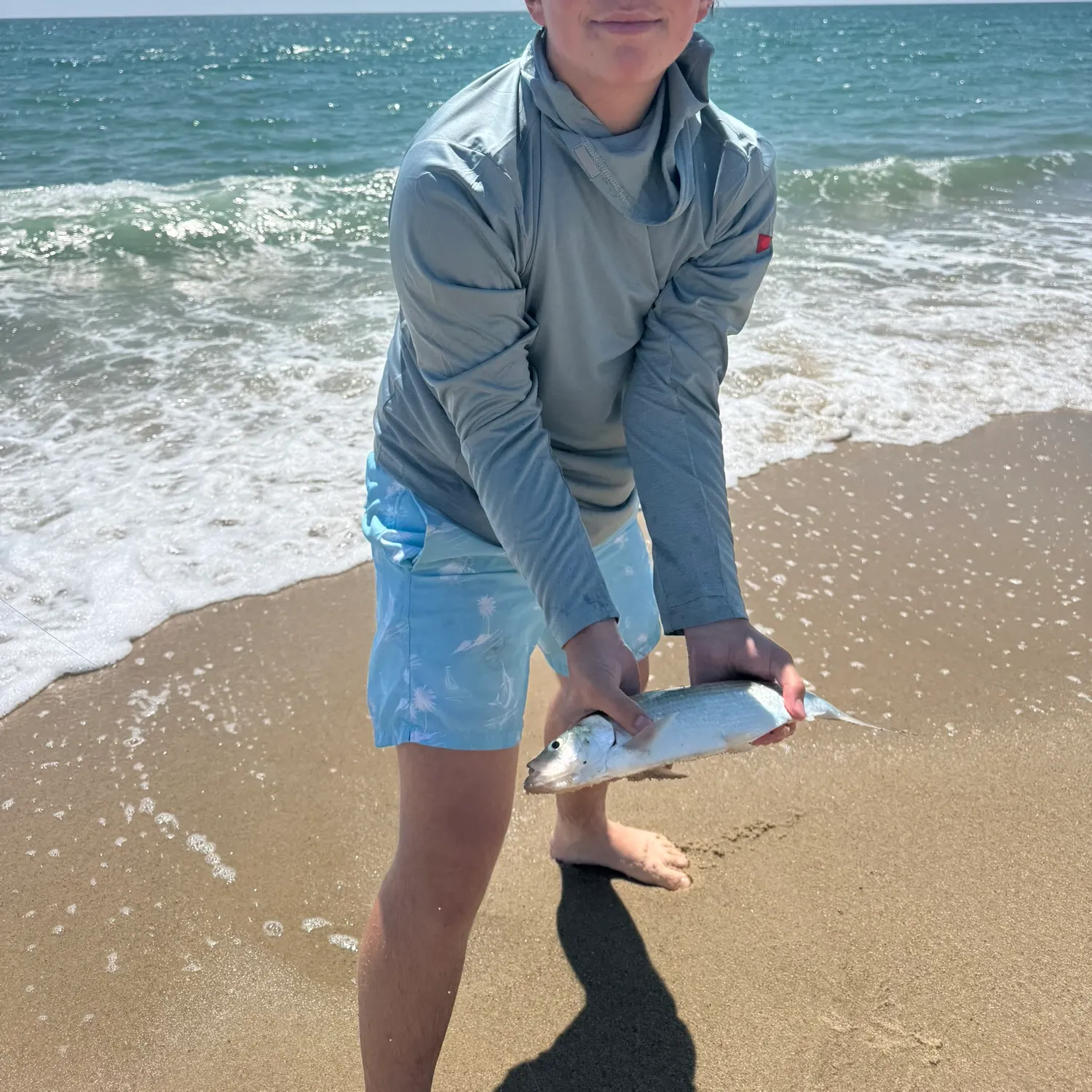 The most recent American shad catches on Fishbrain