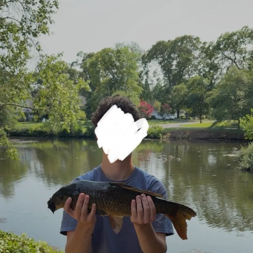 Common carp caught on Fishbrain