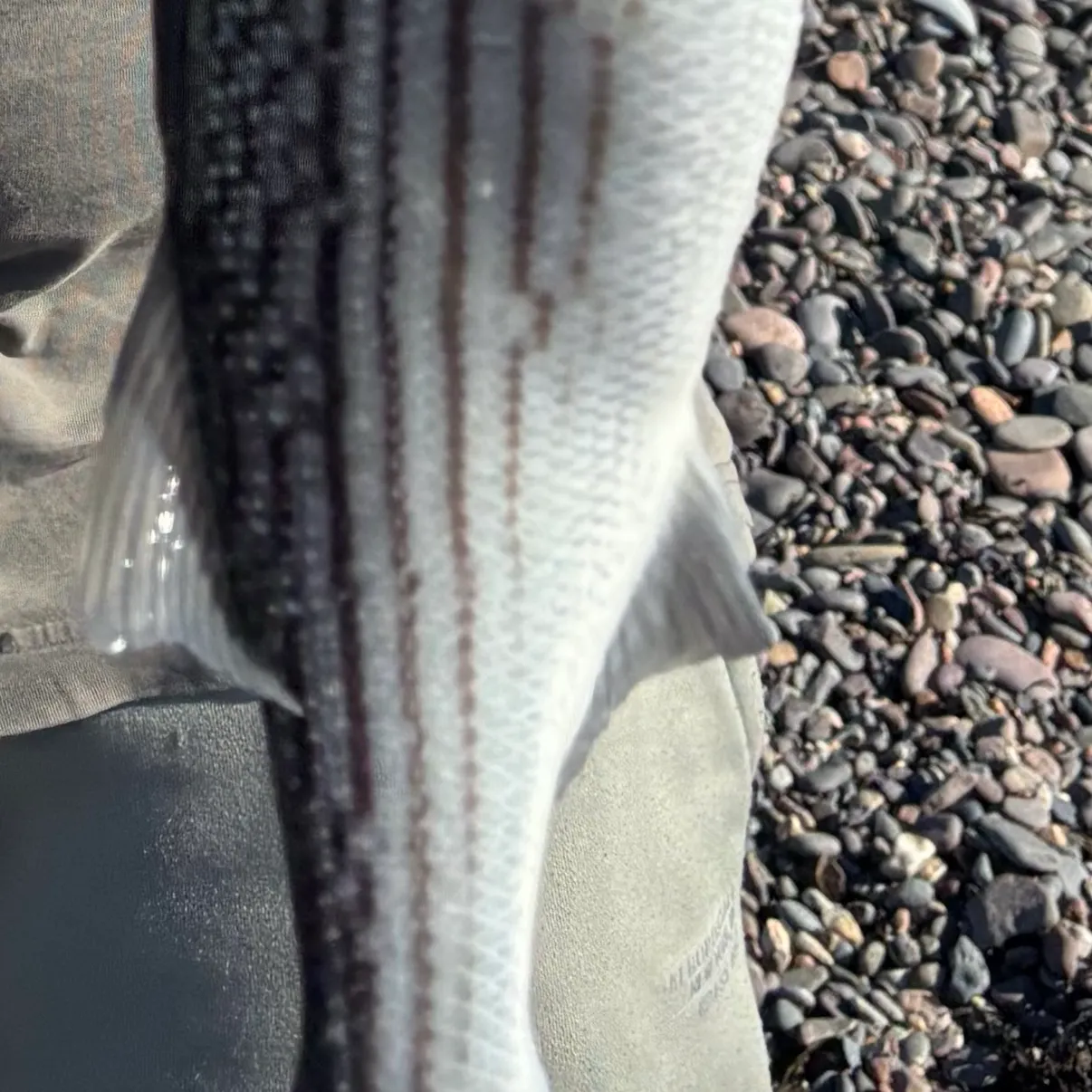 Striped bass caught on Fishbrain