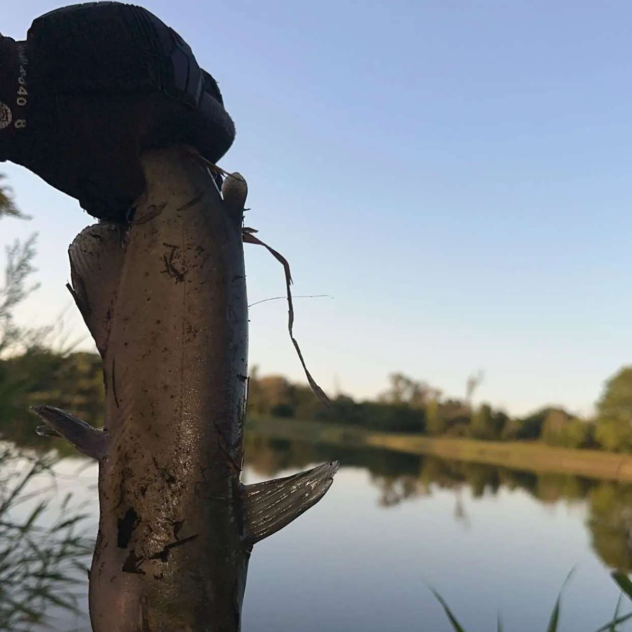 Channel catfish caught on Fishbrain