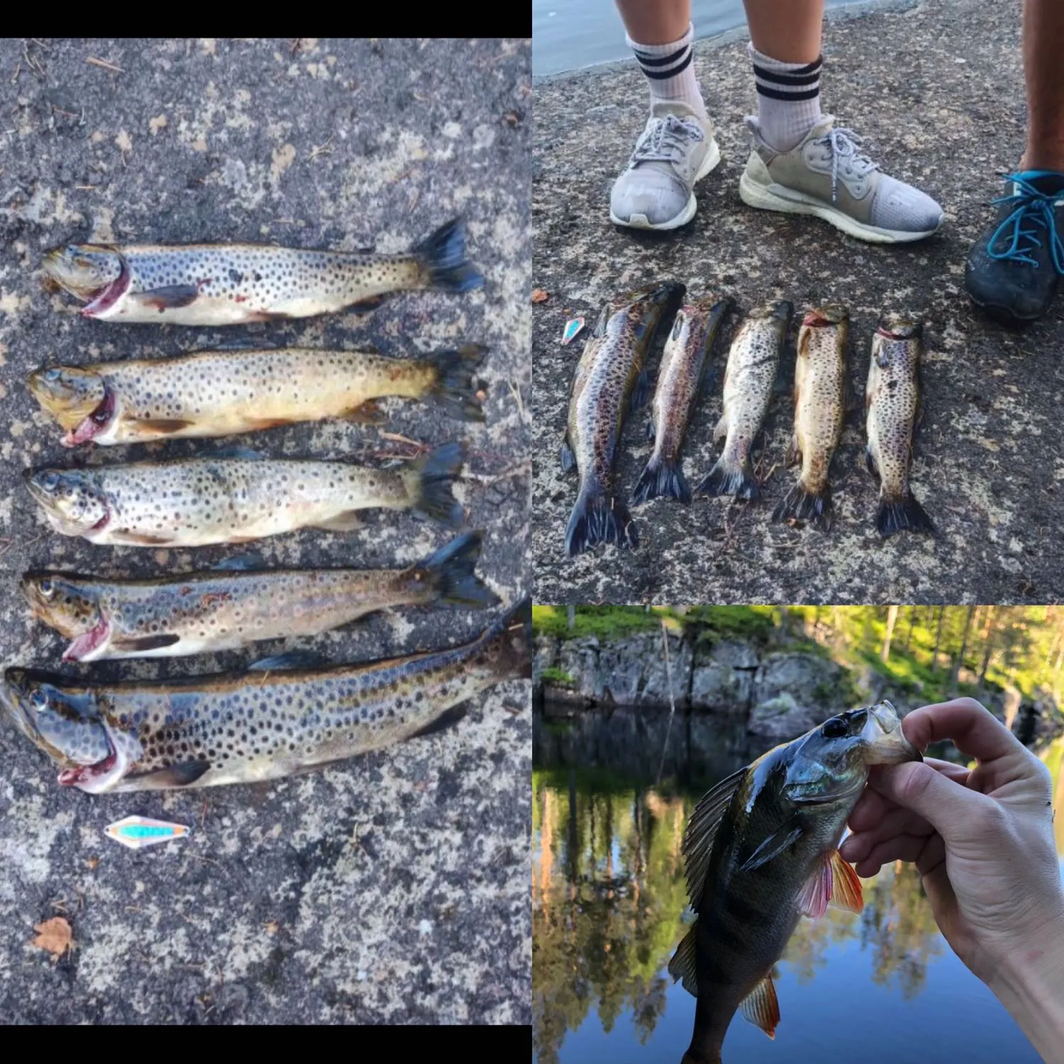 recently logged catches