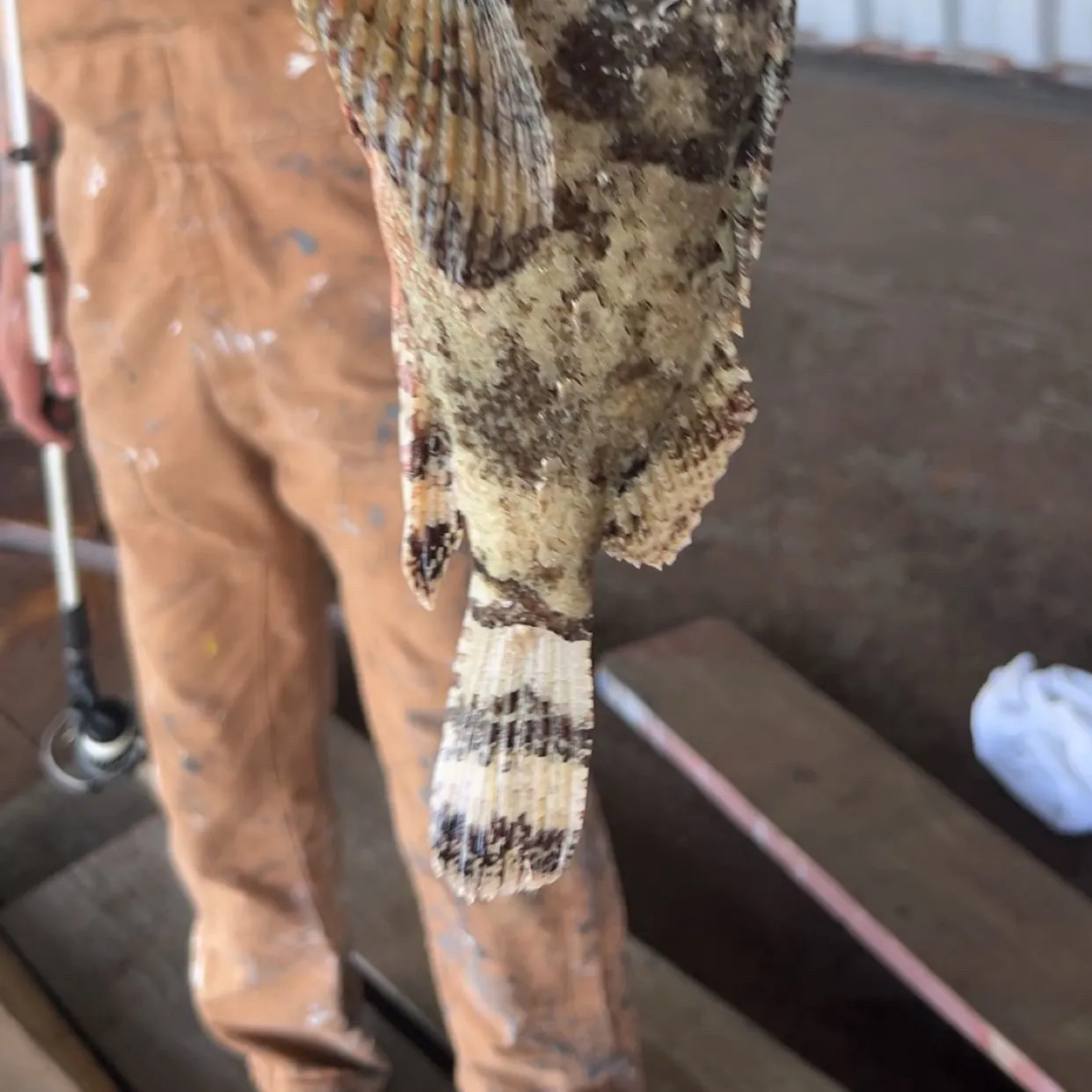 The most recent Gulf toadfish catches on Fishbrain