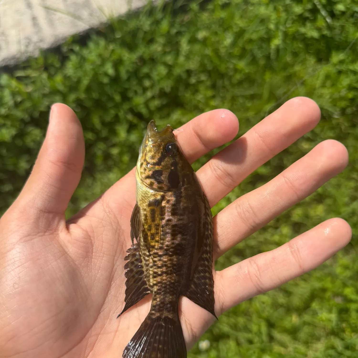 Jaguar cichlid caught on Fishbrain