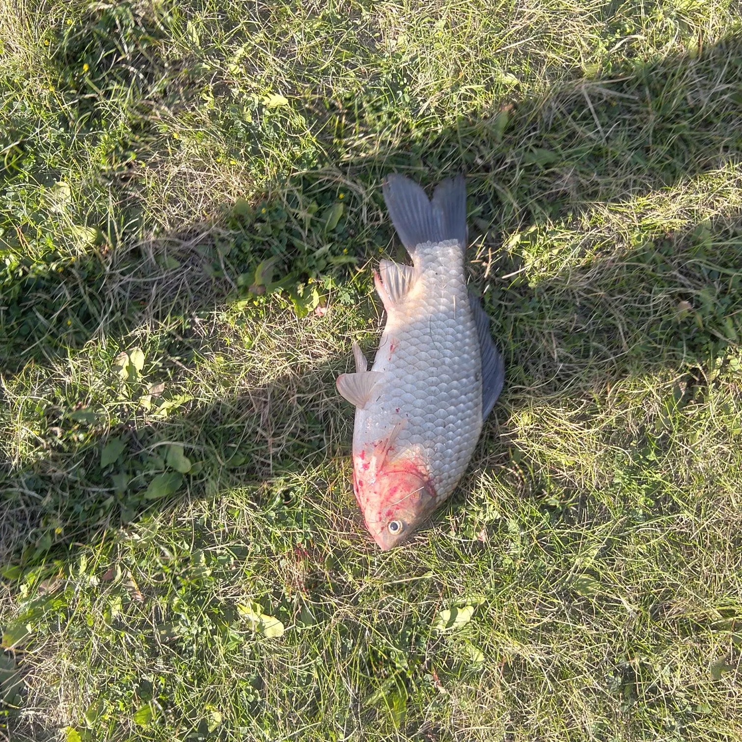 The most recent Prussian carp catches on Fishbrain