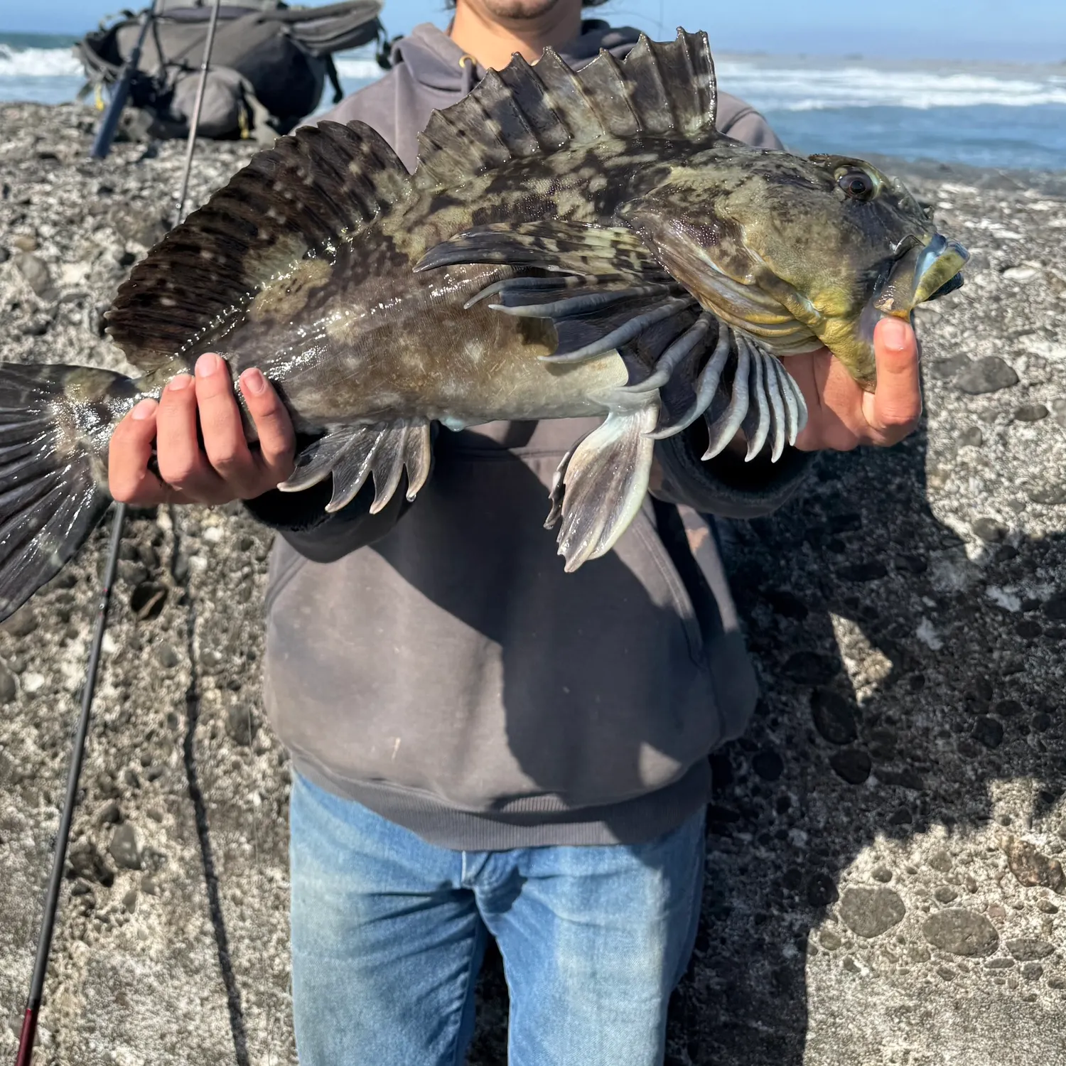 The most recent Cabezon catches on Fishbrain