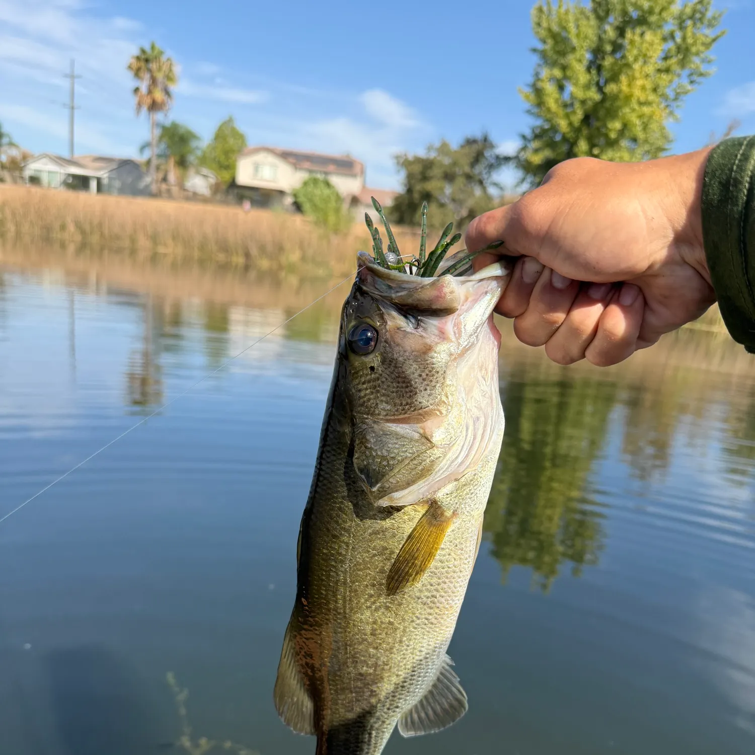 Largemouth bass caught on Fishbrain