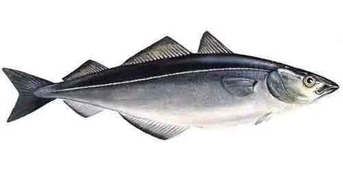Baitfish