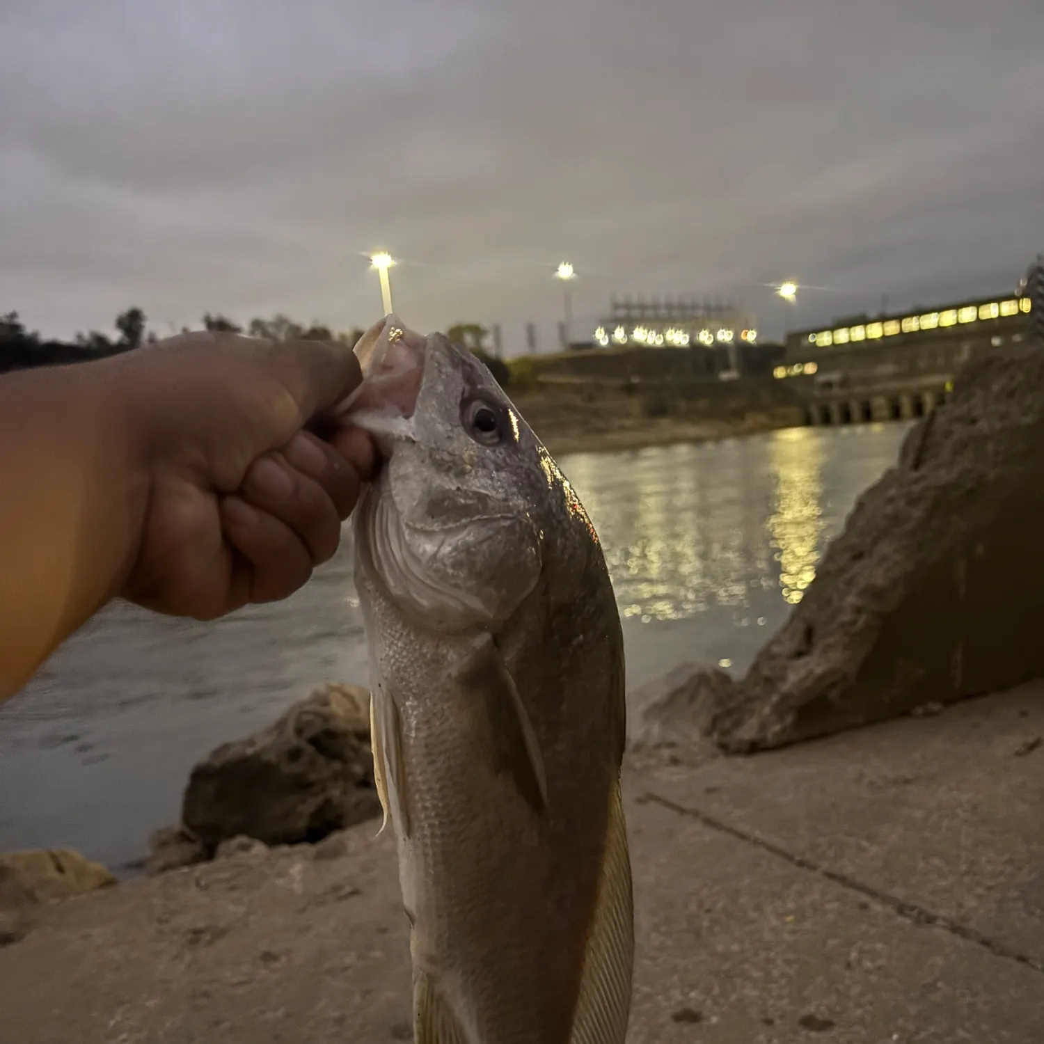 Freshwater drum caught on Fishbrain