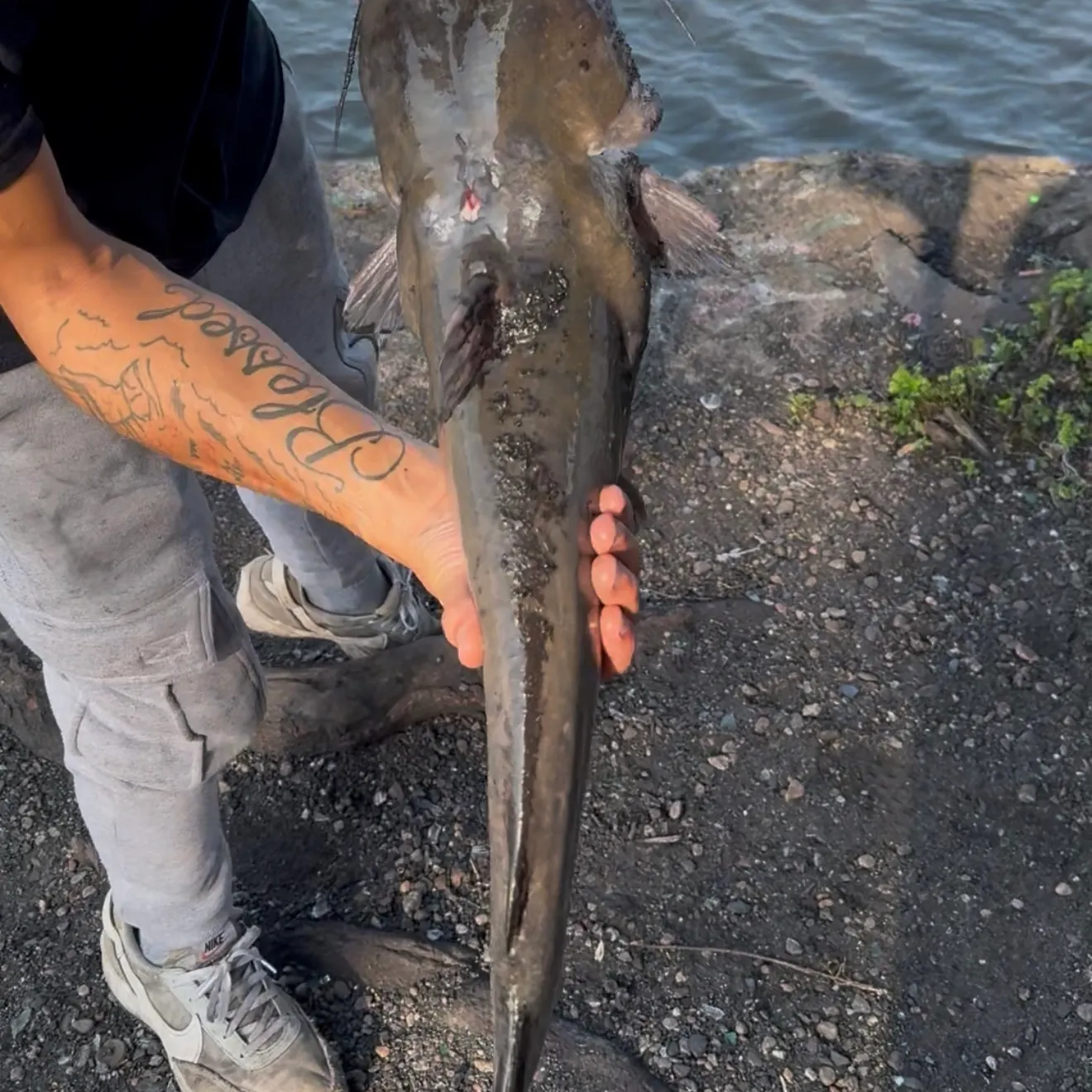 Flathead catfish caught on Fishbrain