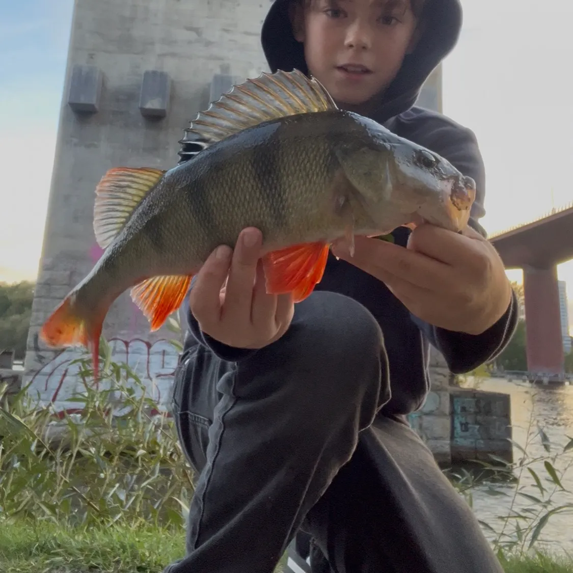 European perch caught on Fishbrain