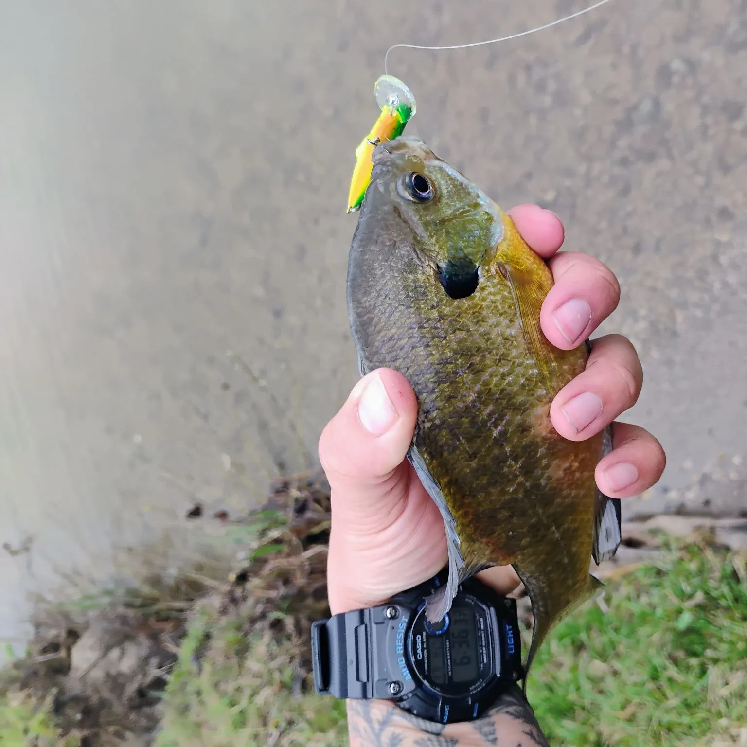 catch
