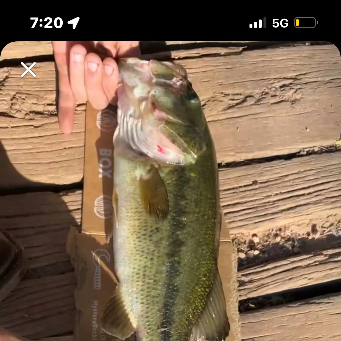 recently logged catches