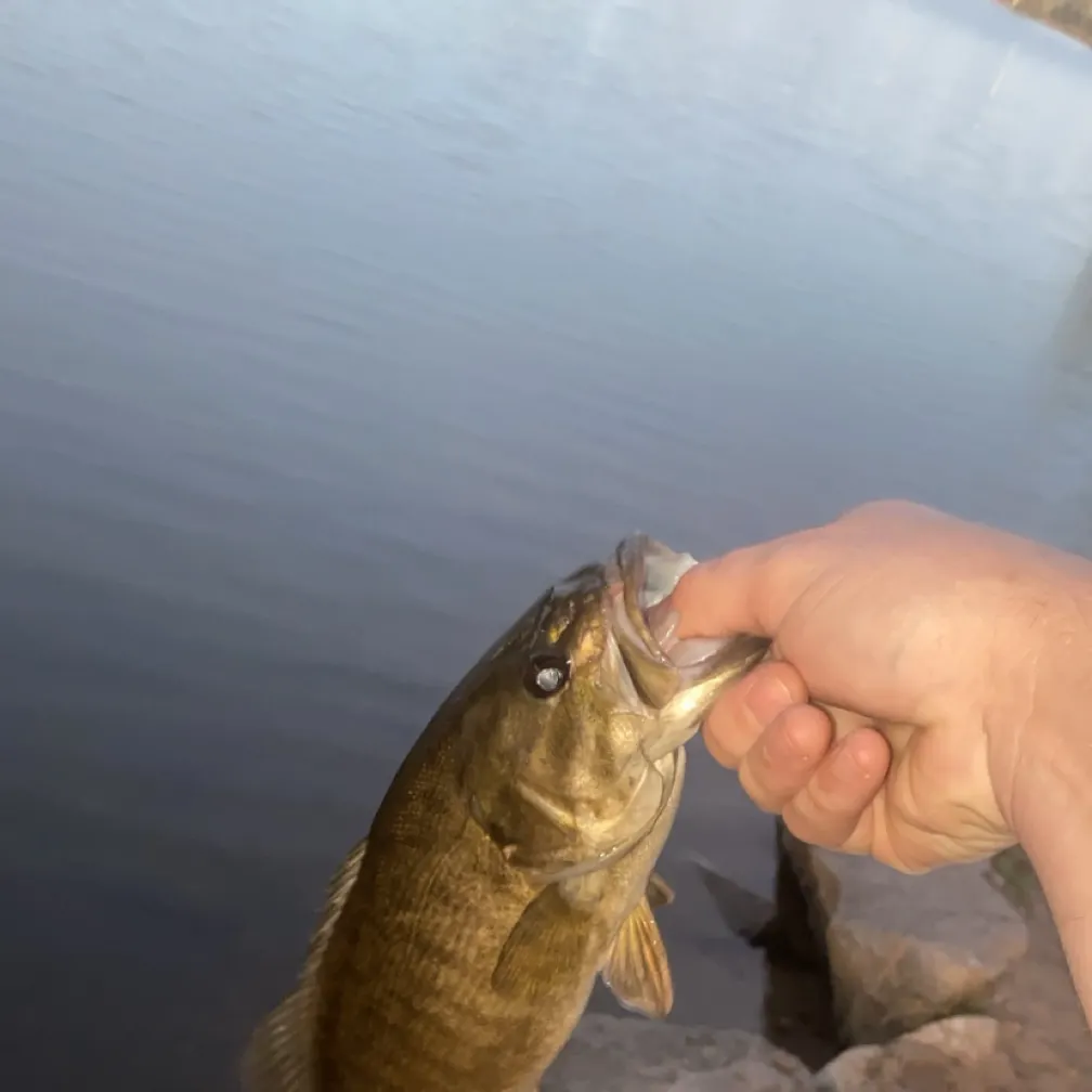 Smallmouth bass caught on Fishbrain