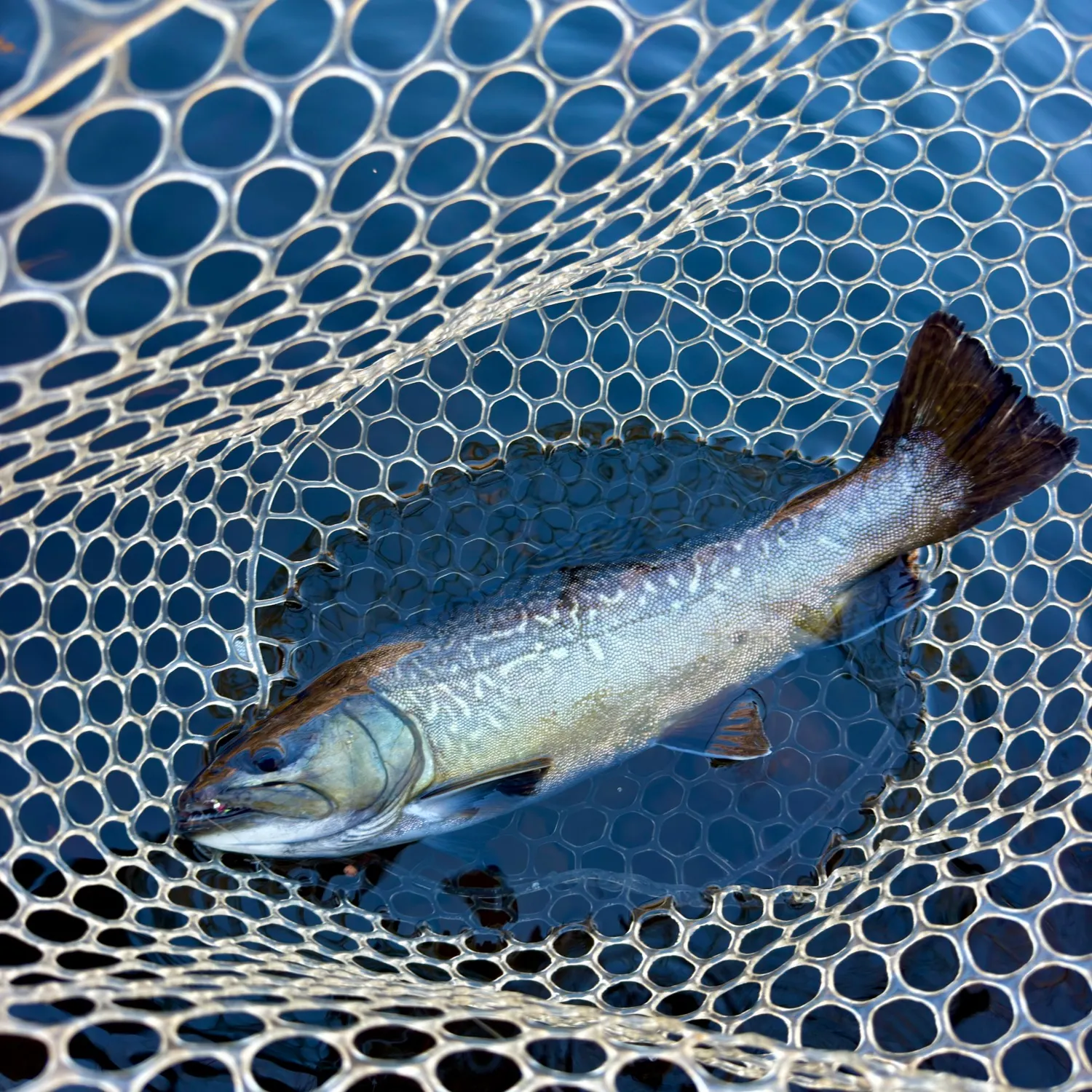 Tiger trout caught on Fishbrain