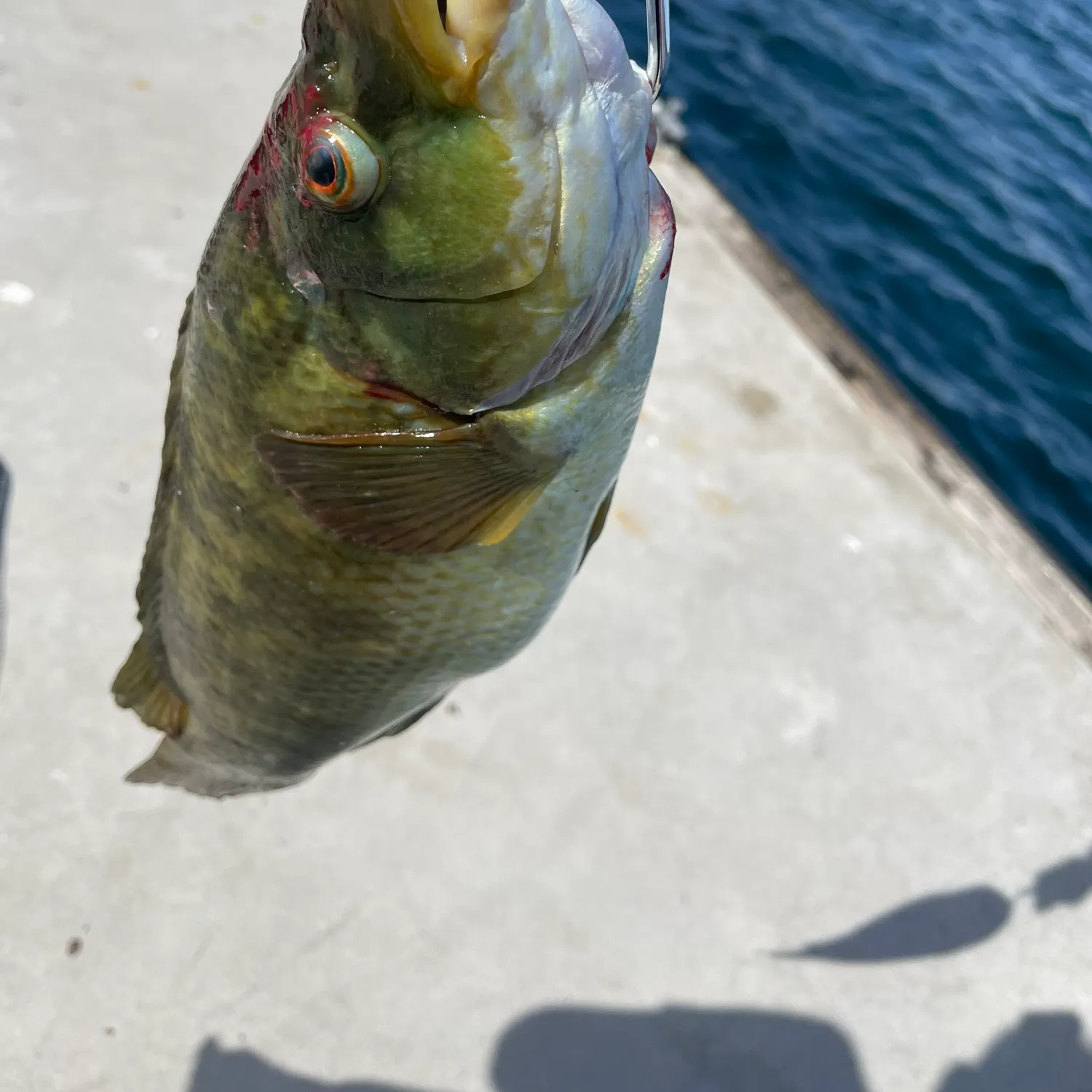 Ballan wrasse caught on Fishbrain