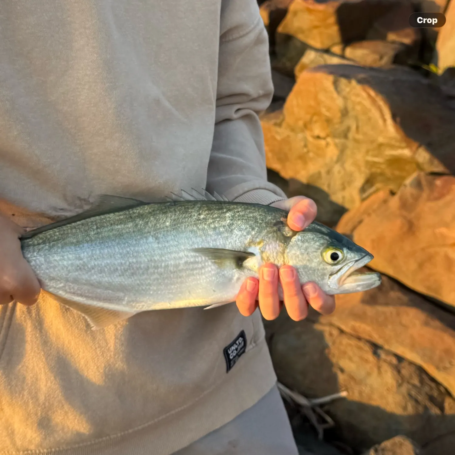 Bluefish caught on Fishbrain