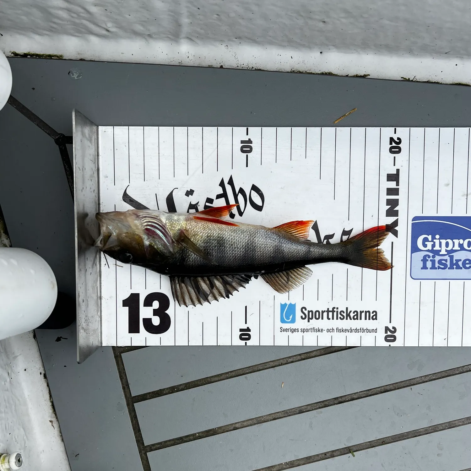 Fish caught on Fishbrain