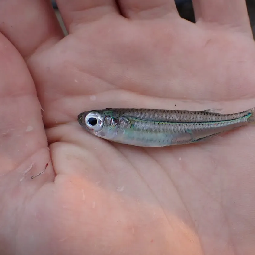 The most recent Hardhead silverside catches on Fishbrain