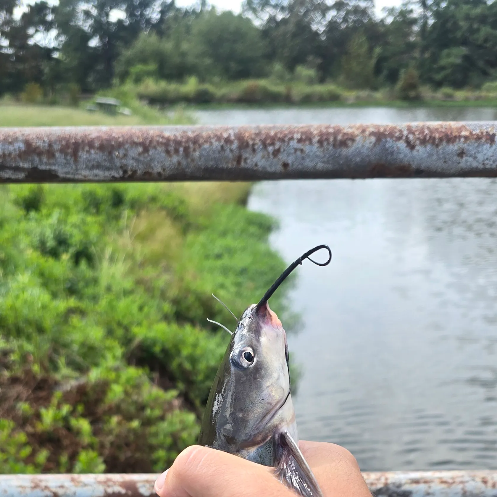Channel catfish caught on Fishbrain
