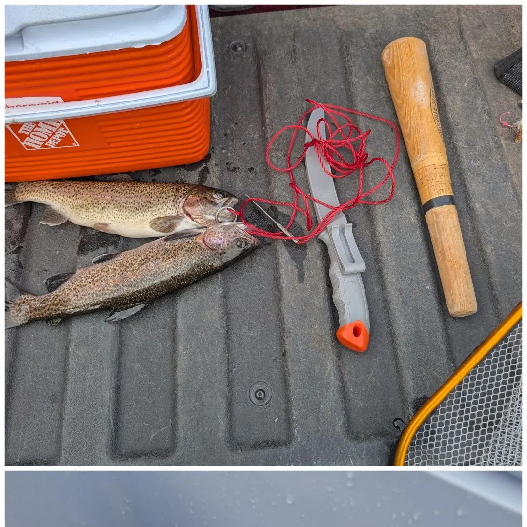 Rainbow trout caught on Fishbrain