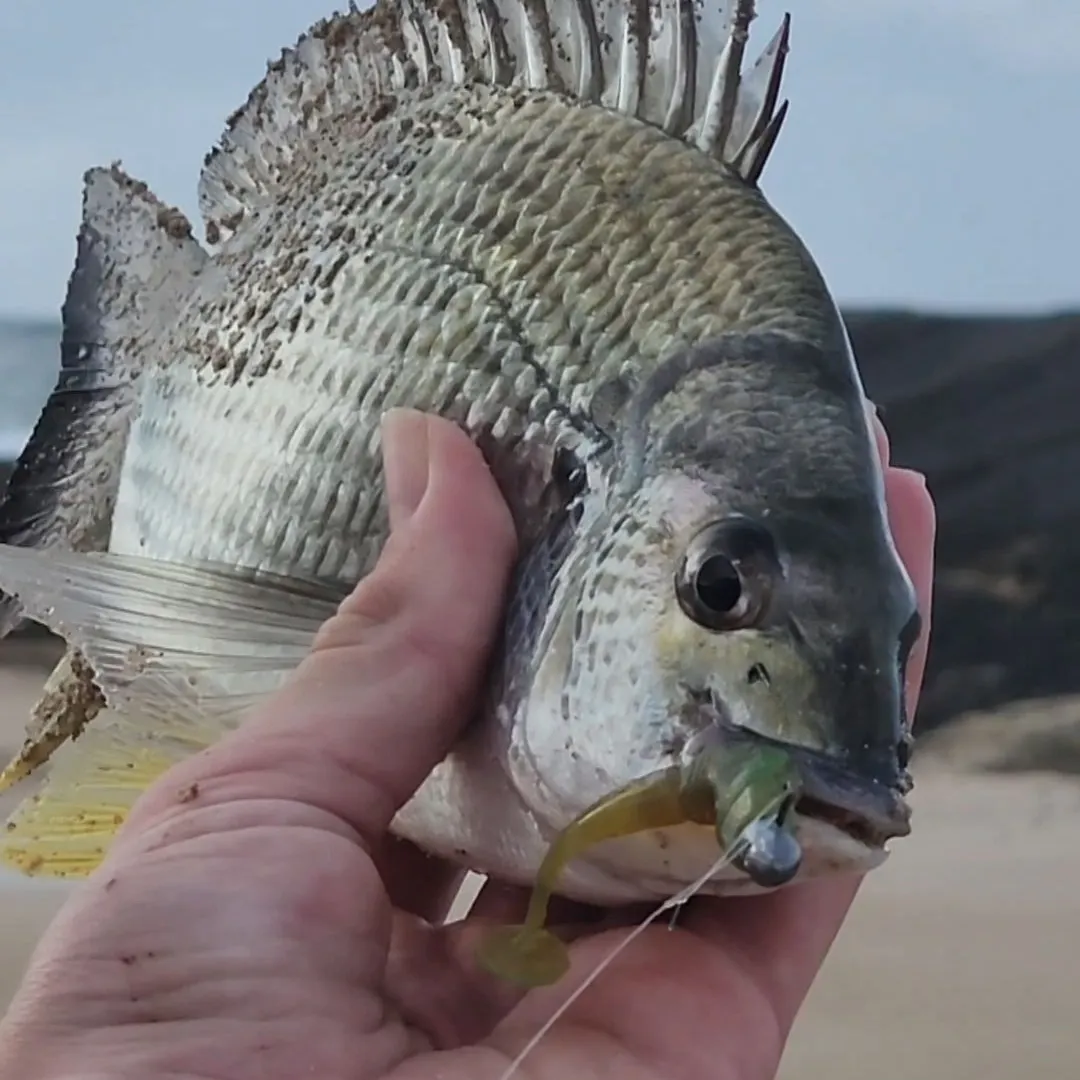 Surf bream caught on Fishbrain