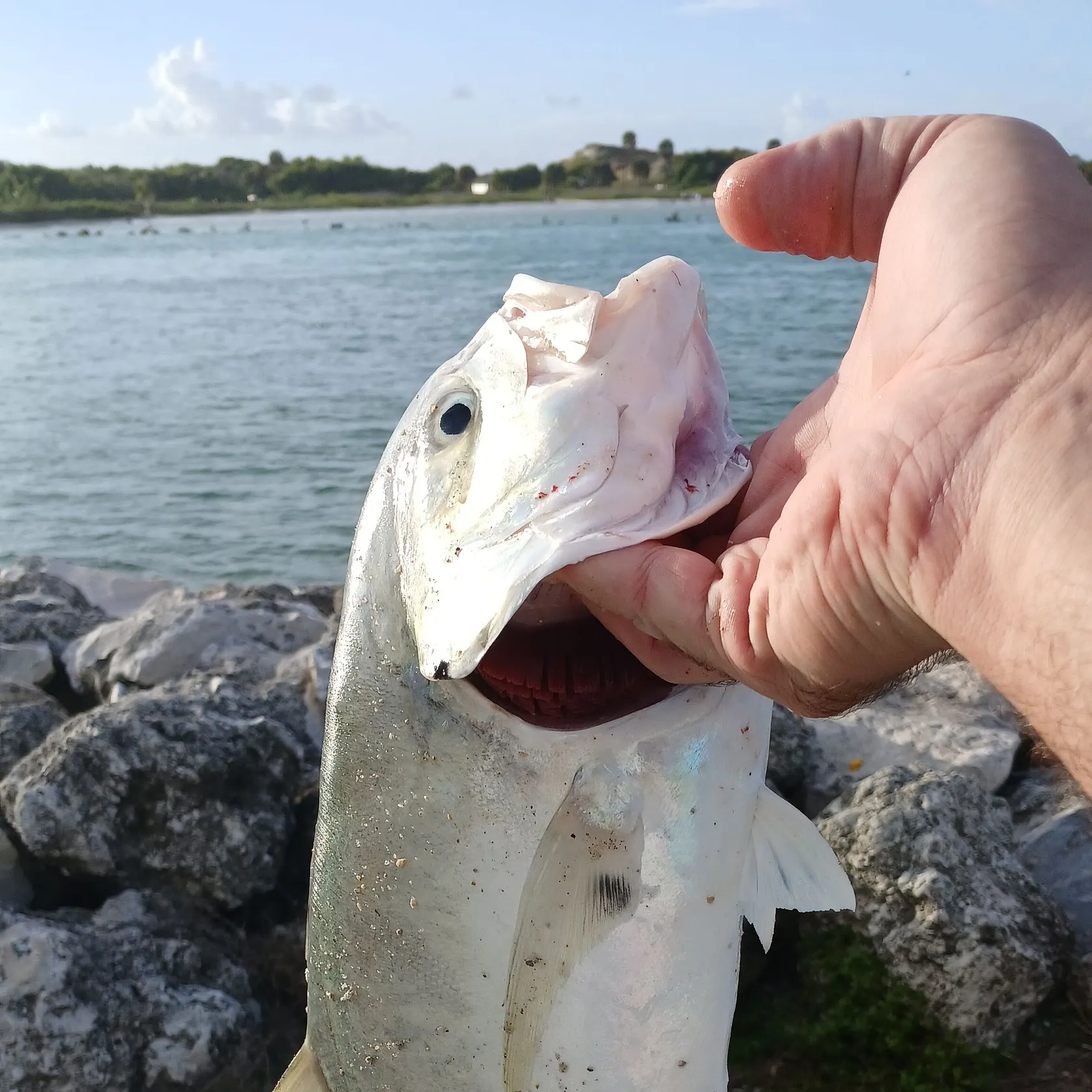 Crevalle jack caught on Fishbrain