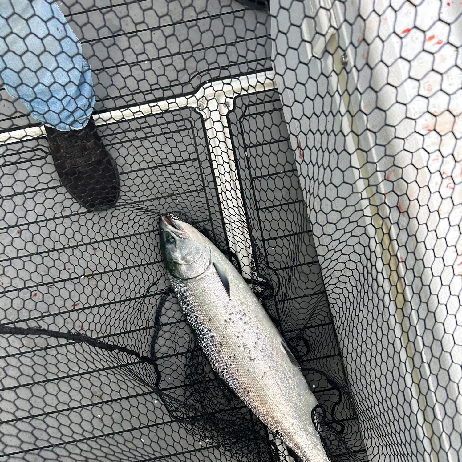 Coho salmon caught on Fishbrain