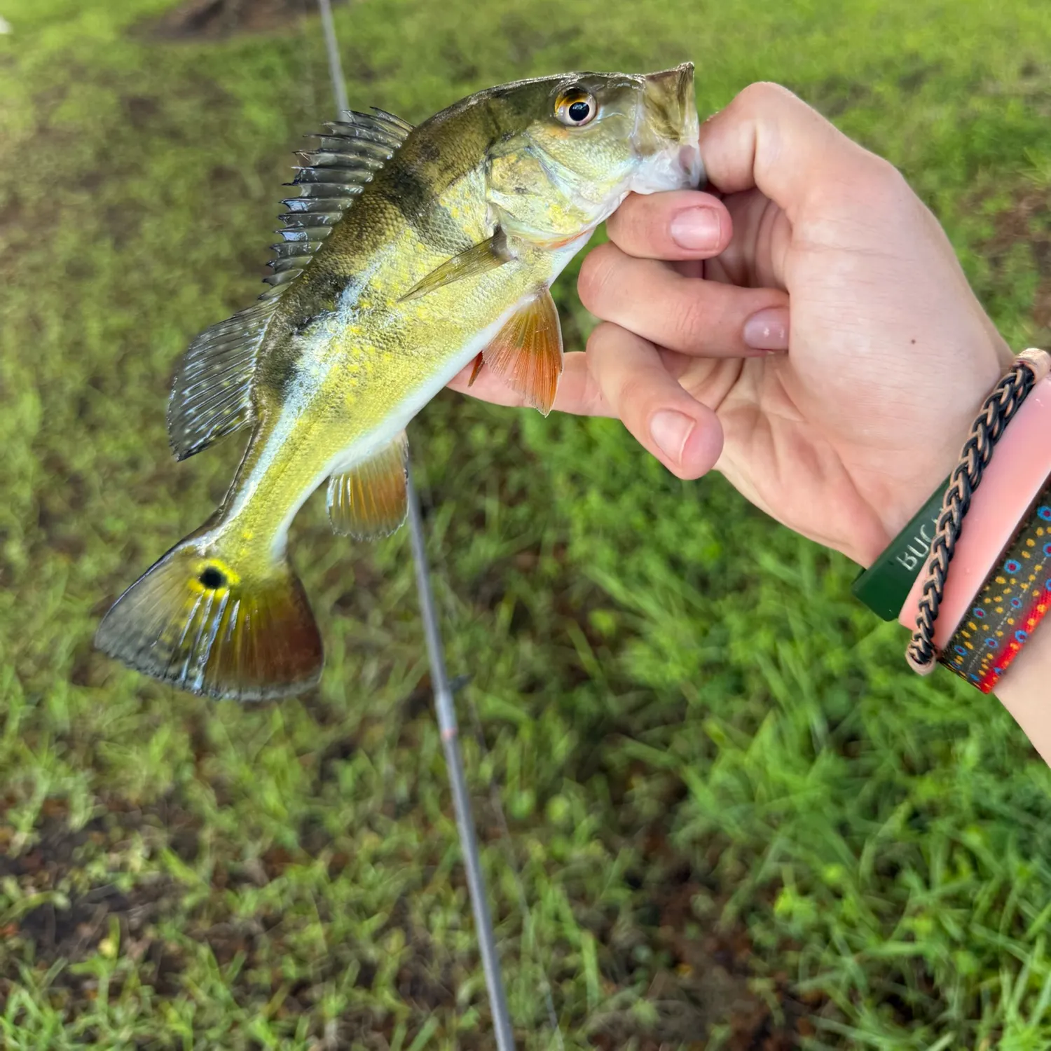 Butterfly peacock bass caught on Fishbrain