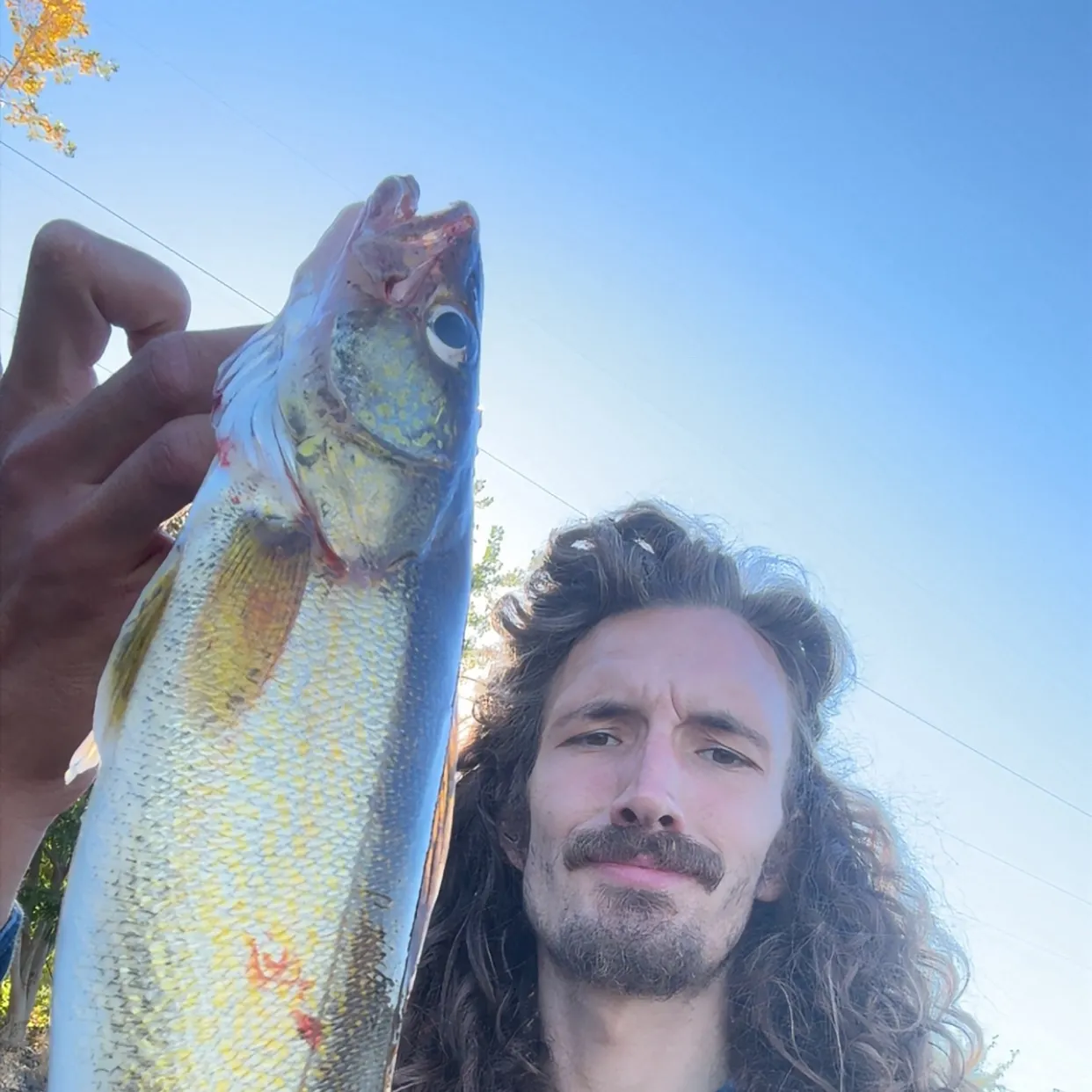 Walleye caught on Fishbrain