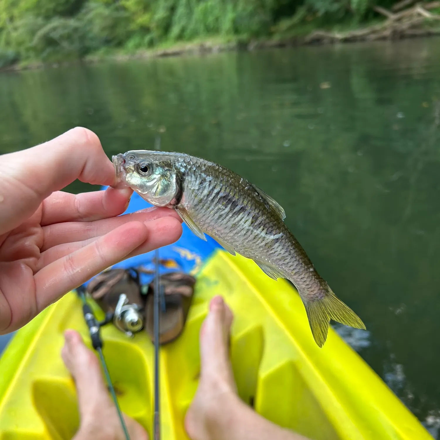 Striped shiner caught on Fishbrain