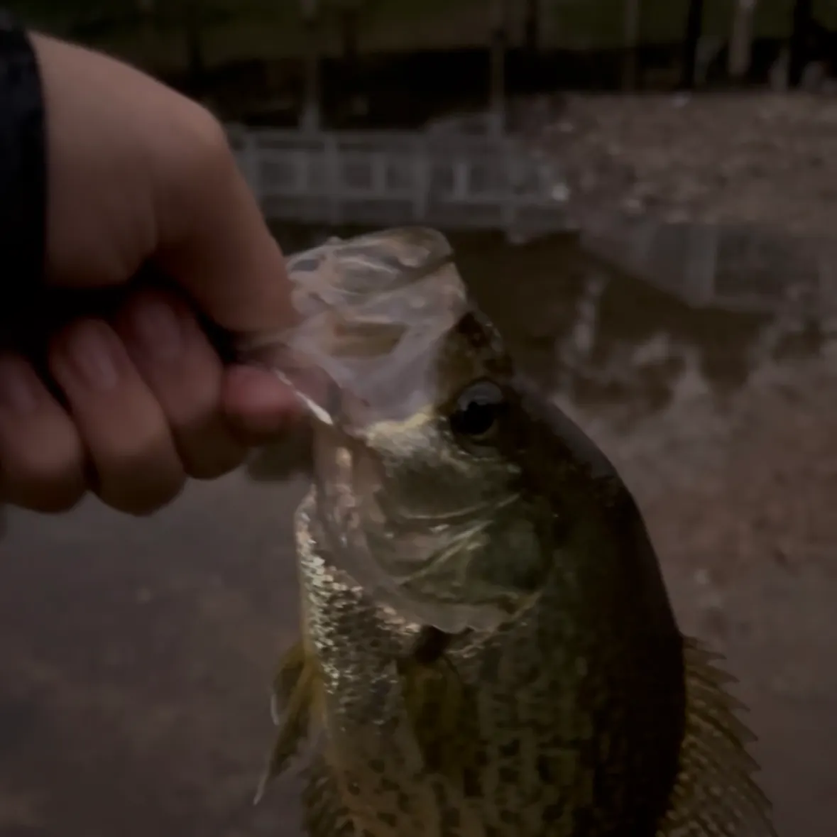 Black crappie caught on Fishbrain