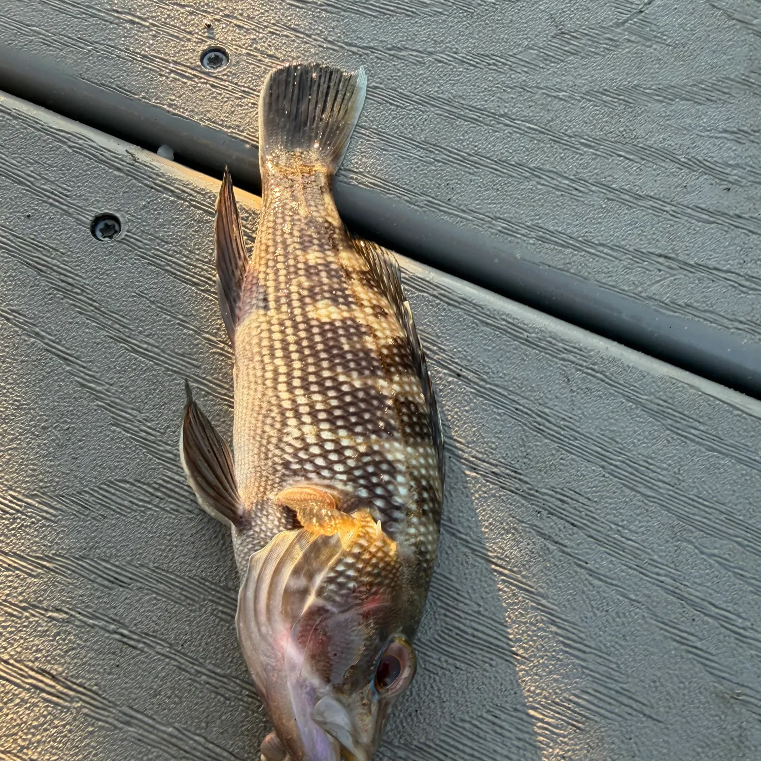 Black sea bass caught on Fishbrain