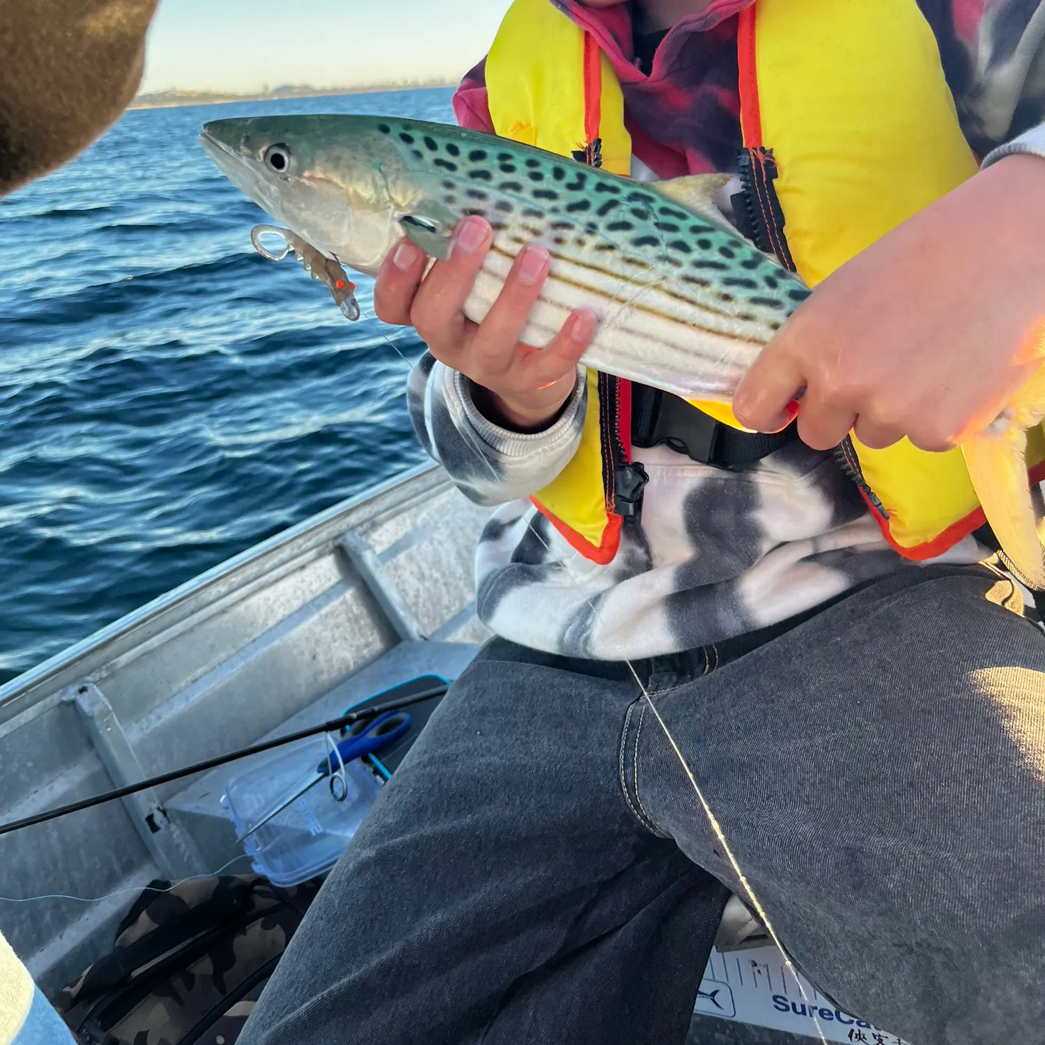 The most recent Australian spotted mackerel catches on Fishbrain