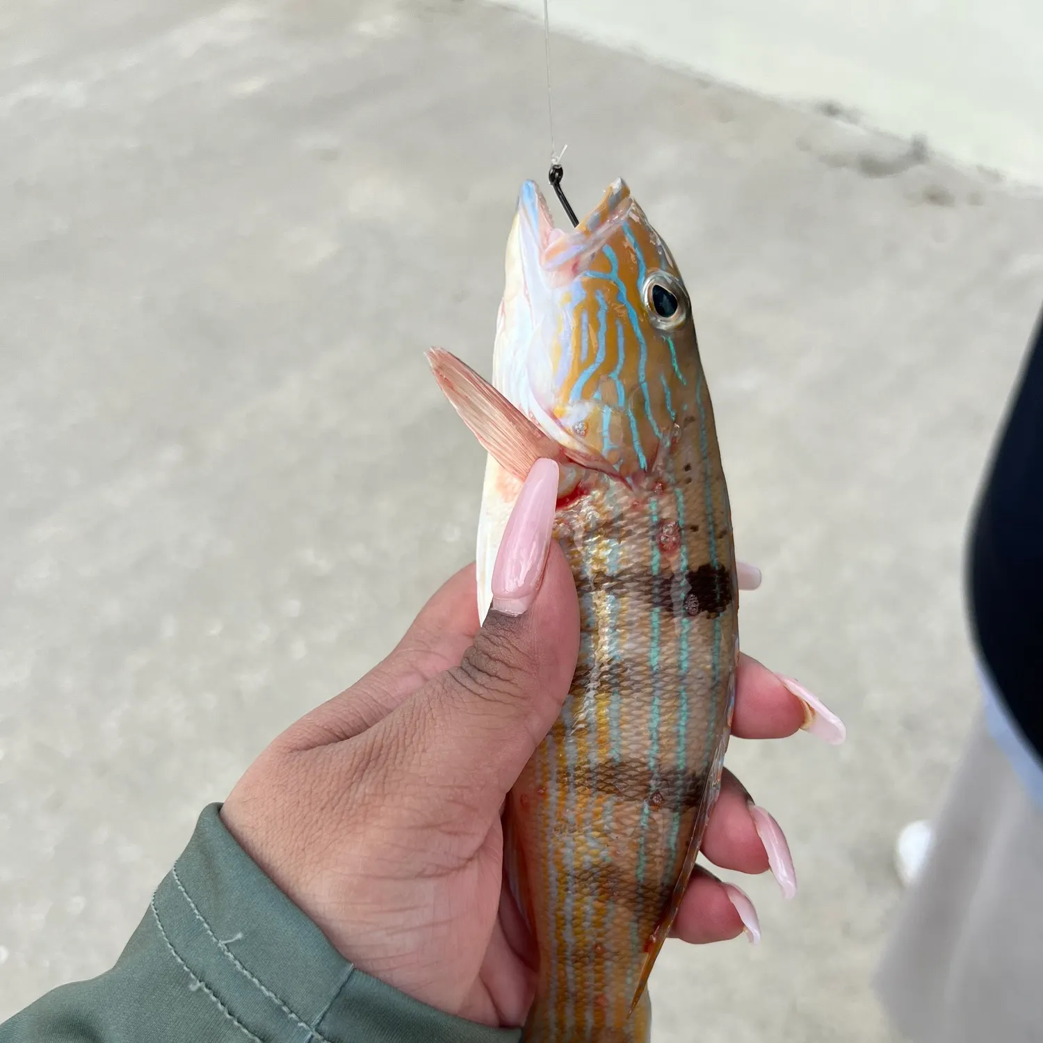 Lane snapper caught on Fishbrain
