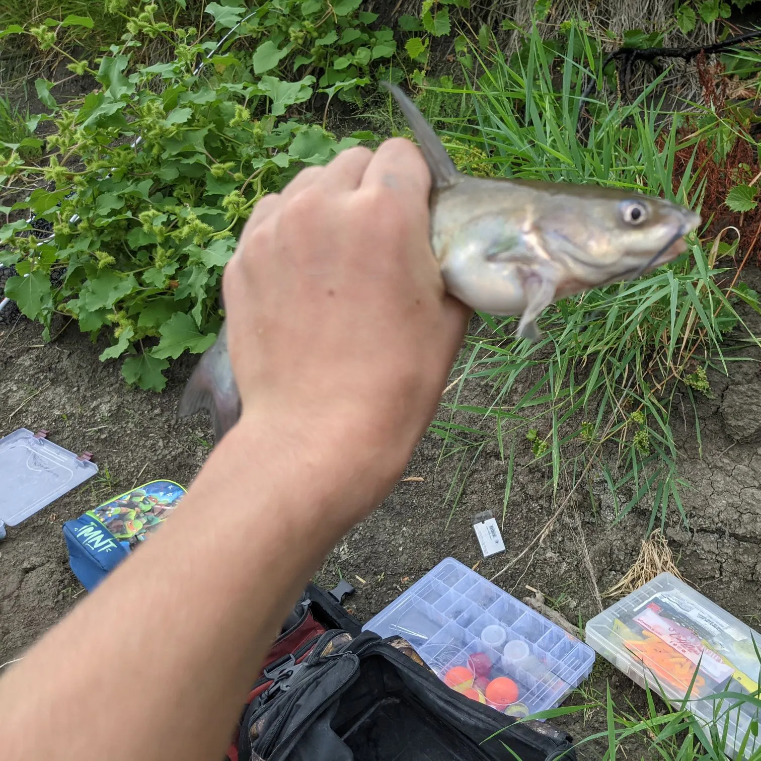 Channel catfish caught on Fishbrain