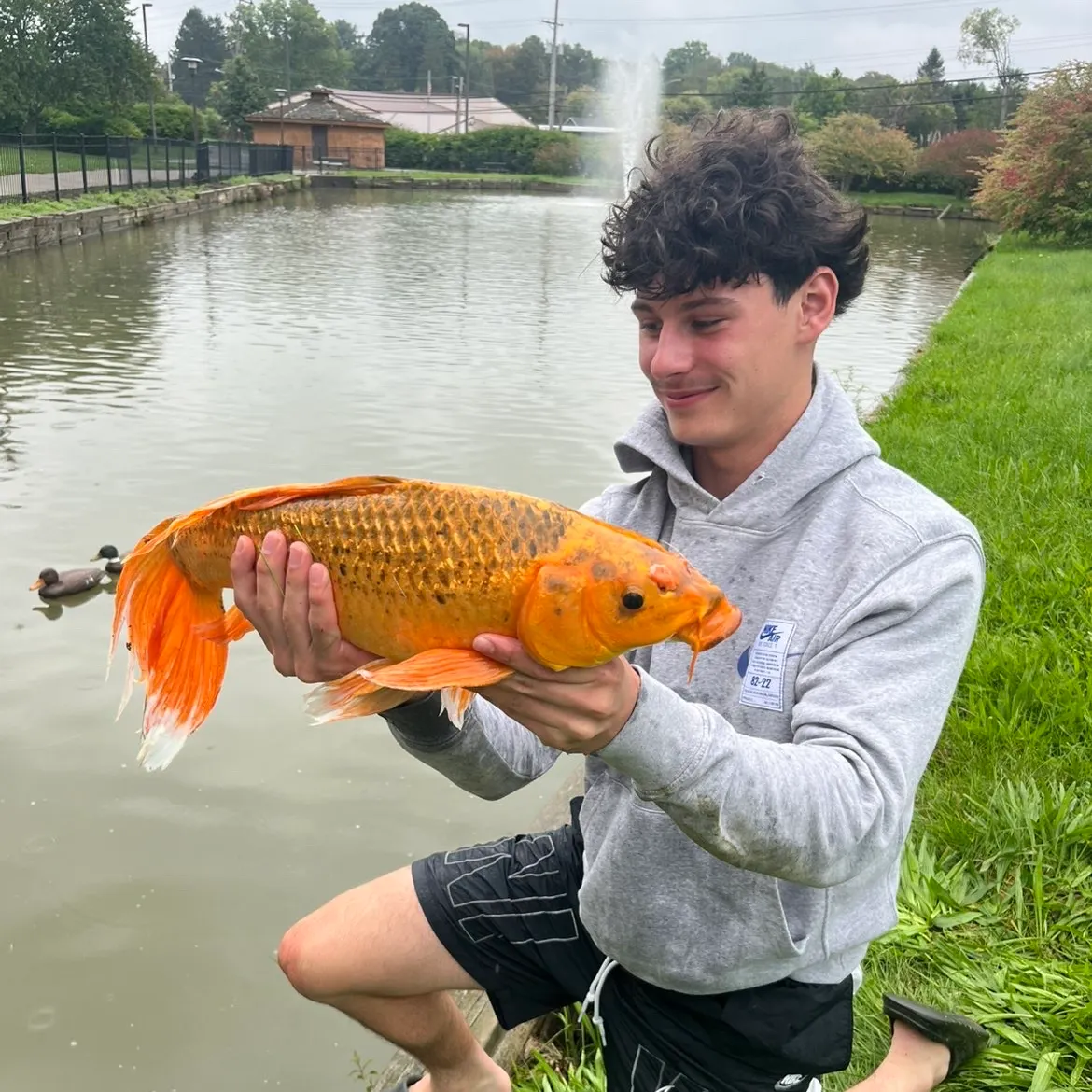 Koi carp caught on Fishbrain