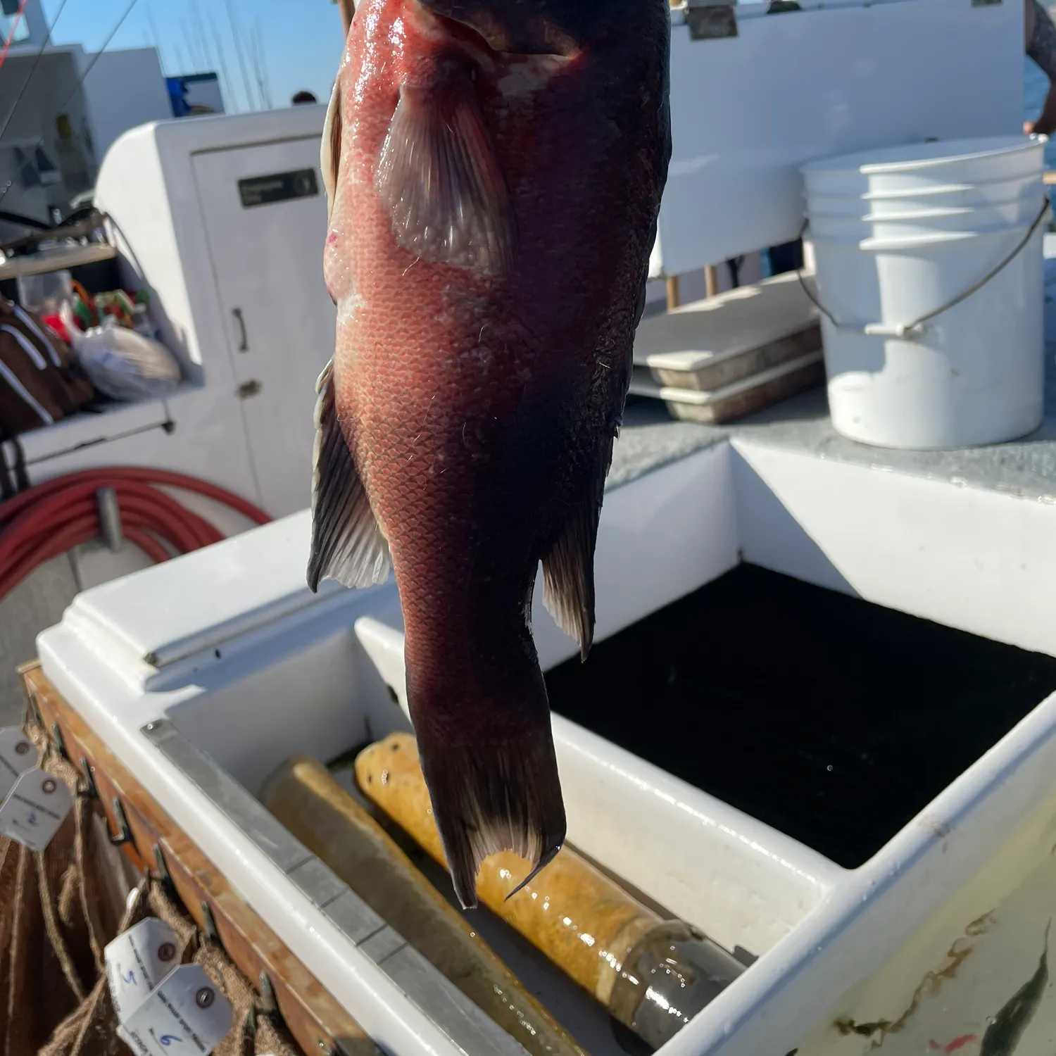The most recent California sheephead catches on Fishbrain