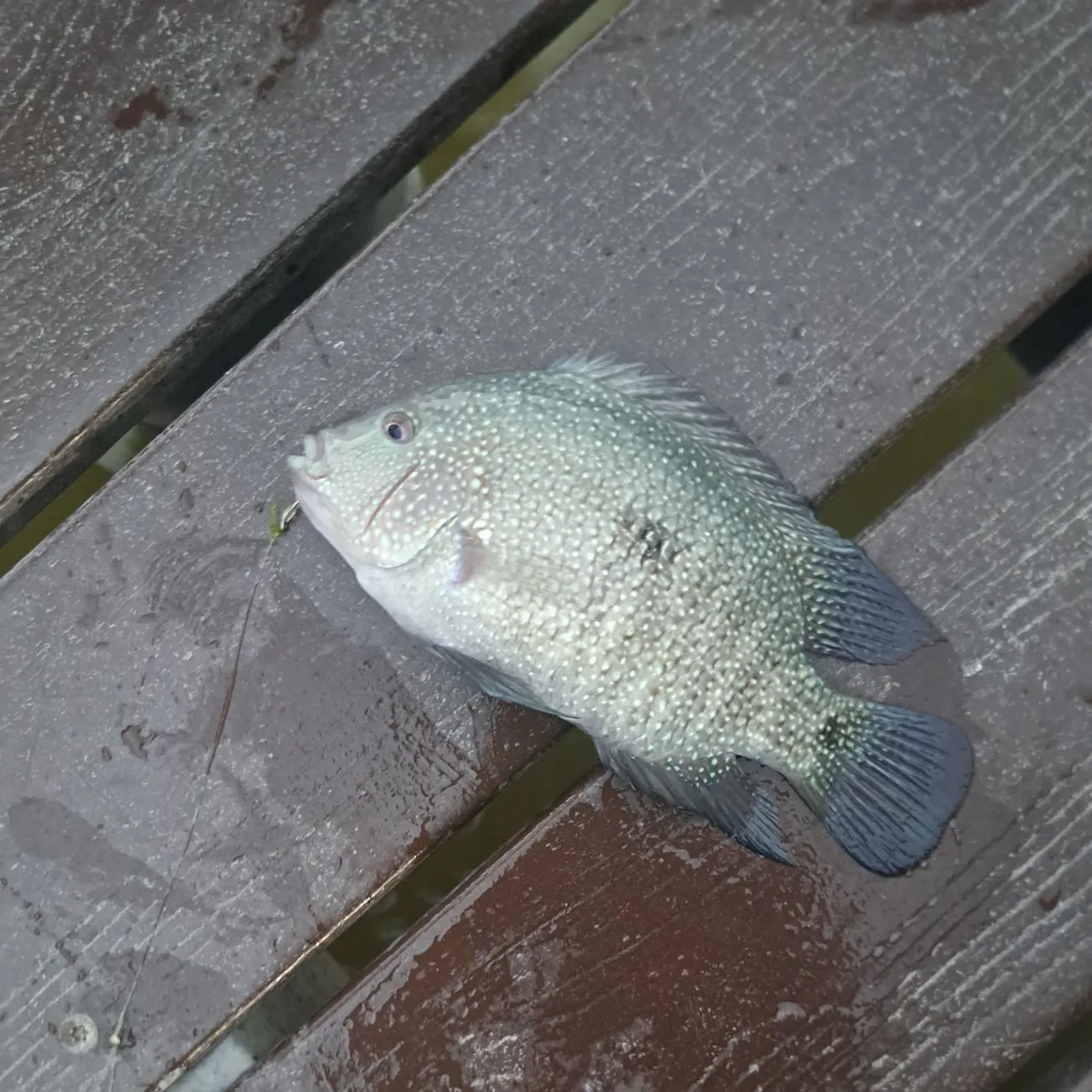 Rio Grande cichlid caught on Fishbrain