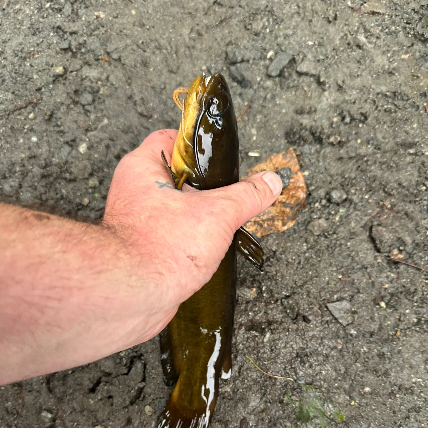 Yellow bullhead caught on Fishbrain