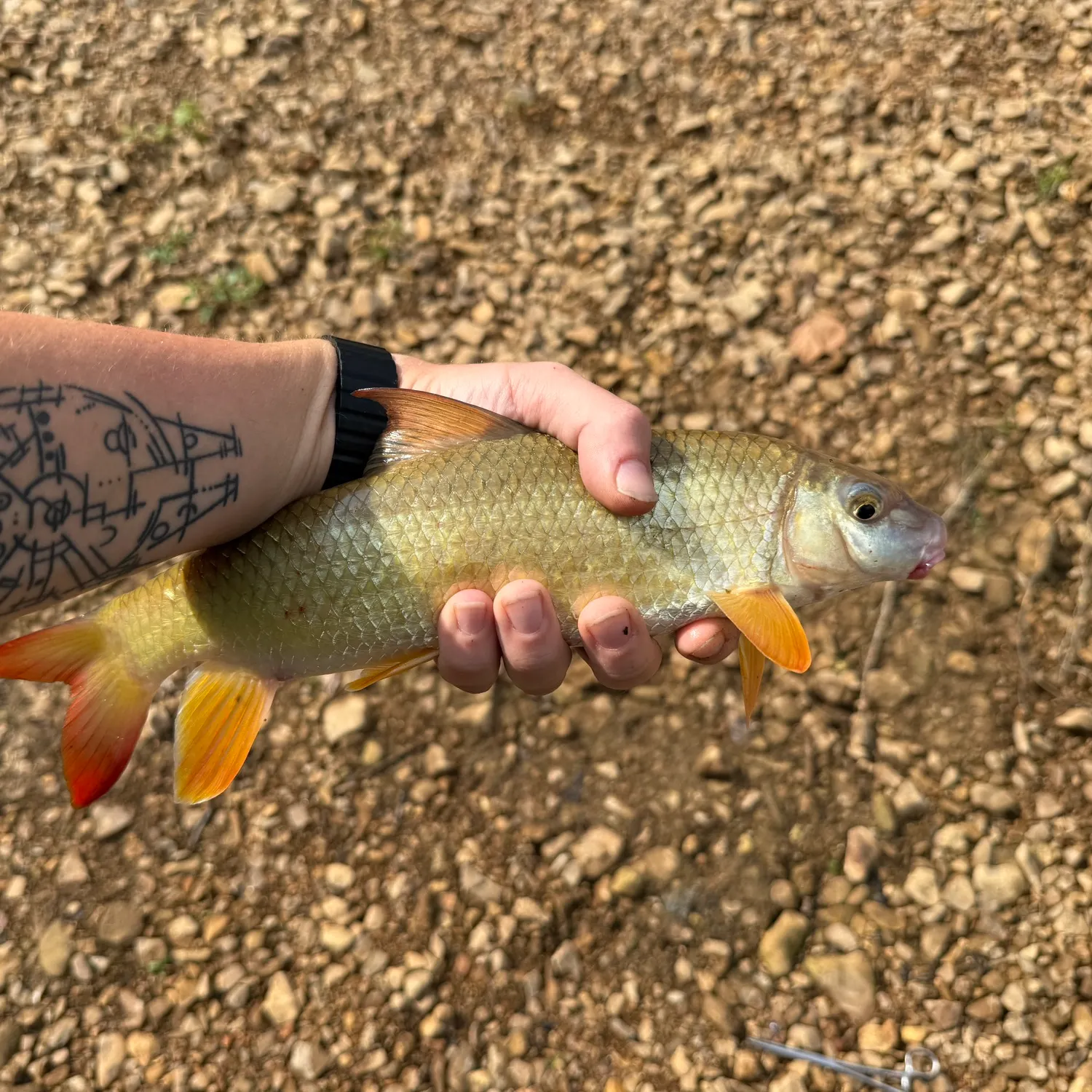 The most recent Greater redhorse catches on Fishbrain