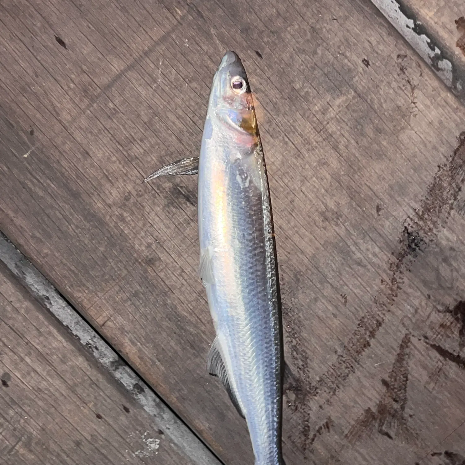 Jack silverside caught on Fishbrain
