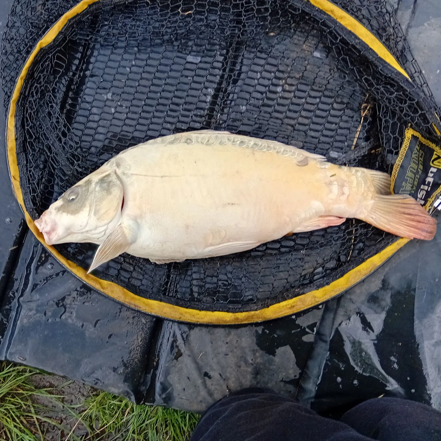 Ghost carp caught on Fishbrain