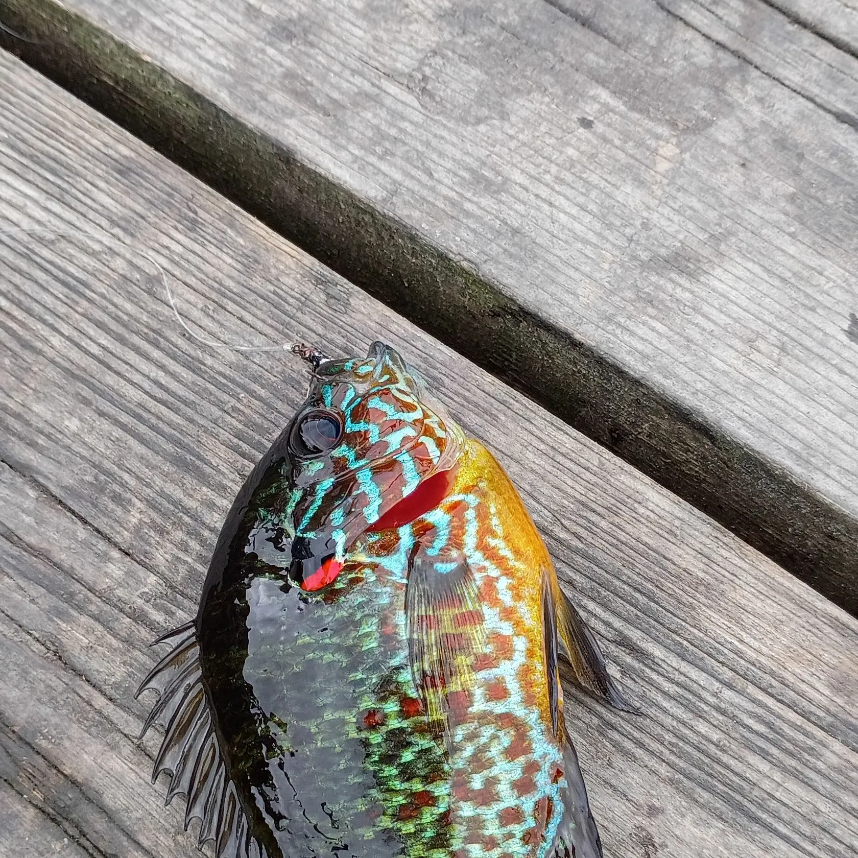 Pumpkinseed caught on Fishbrain