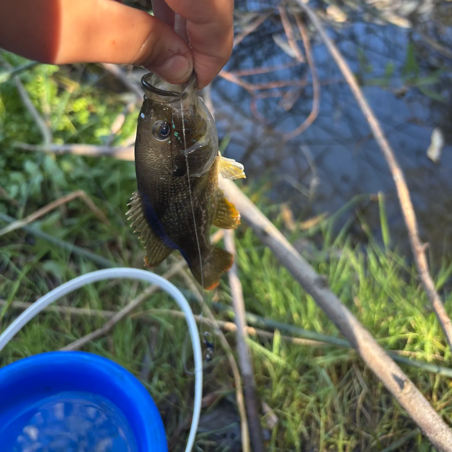 Bluegill caught on Fishbrain